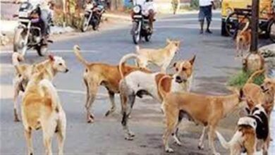 Photo of मथुरा में आवारा कुत्तों ने तीन साल के मासूम की जान ली, क्षेत्र में हड़कंप